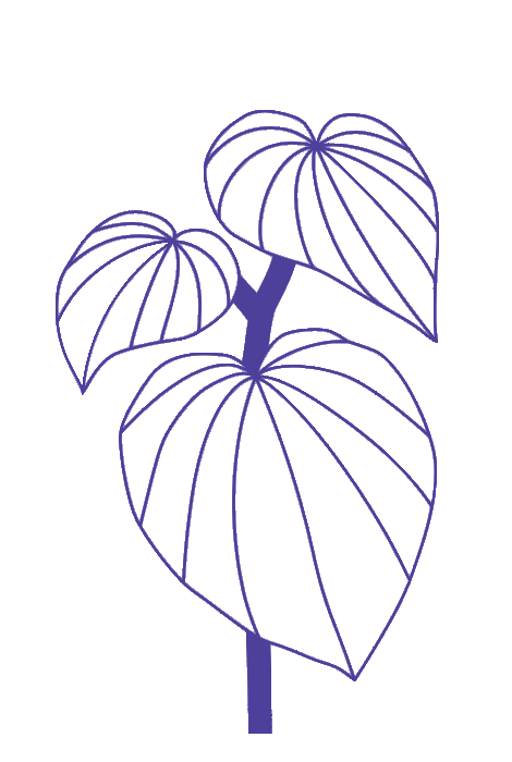 Minimalist purple line drawing of a kava plant with large leaves, showcasing the natural origins of Melo's ingredients